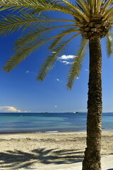 Ses Figuerette beach, Ibiza, Balearic Islands, Spain. Beautiful coastal image with palm tree.