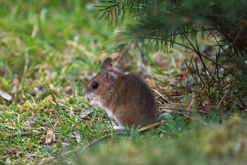 a yellow-necked mouse, apodemus flavicollis, at a spring evening in the garden