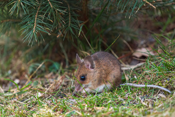 a yellow-necked mouse, apodemus flavicollis, at a spring evening in the garden