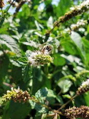 bee on a flower
