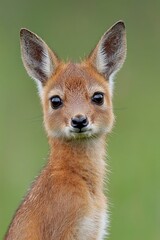 Fototapeta premium Adorable Young Dik-Dik Gazing in Vibrant Green Field - Wildlife Portrait Photography