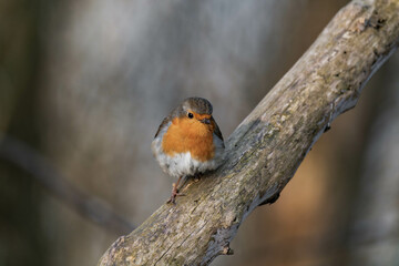 European robin (Erithacus rubecula) on a tree branch.