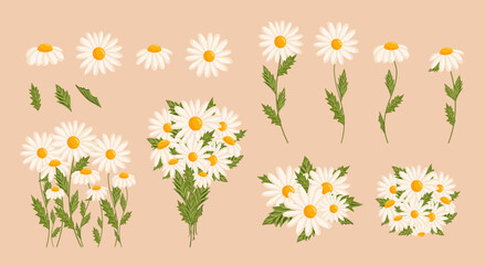 Chamomile flowers set. Floral plants with white petals. Botanical vector illustration on isolated background.