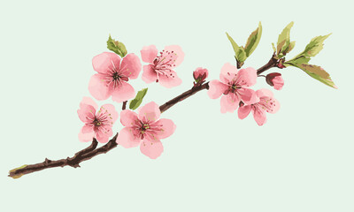 Vector spring bud, pink cherry blossom flower branch. Flat Vector watercolor illustration