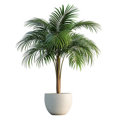 Obraz premium Lush Green Palm Tree in a Pot Tranquil Indoor Oasis