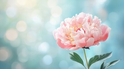 Obraz premium Soft Pink Peony: A delicate pink peony blooms in the ethereal glow of a soft blue and green background, capturing the essence of spring. Its delicate petals are illuminated by a gentle light.