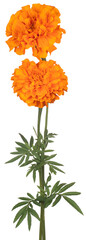 French marigold flower isolated