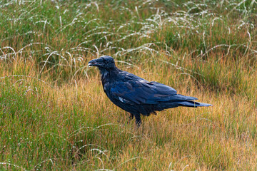 Raven in dew covered grass