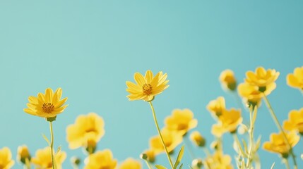 Fototapeta premium 青空の下で咲く黄色い花々の美しい風景が広がる