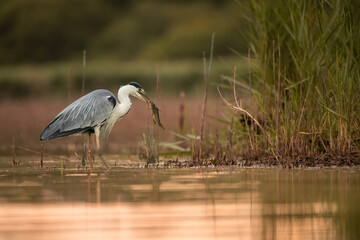 Grey Heron (Ardea cinerea). The heron catches a fish, holding it firmly in its beak. Calm water’s edge near dense reeds. Warm sunset hues cast a golden reflection on the water.
