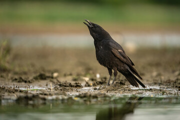 Carrion Crow (Corvus corone). The crow calls out with its beak open wide. Muddy riverbank setting. Soft diffused light creates a dramatic contrast on the glossy black plumage.