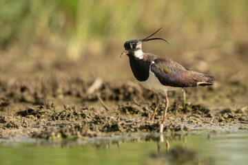 Northern Lapwing (Vanellus vanellus). Lapwing stands on muddy terrain with crest raised. Patches of grass and blurred forest create depth. Reflective plumage glows with iridescent sheen.