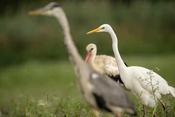 Great Egret (Egretta alba). Ardeidae Observing among mixed species. Grassy wetland with scattered vegetation. Clean composition emphasizing contrast and calmness.