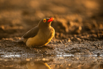 Red-billed Oxpecker (Buphagus erythrorhynchus). Small bird on muddy ground reflecting in water. Late afternoon golden light enhances the colors.