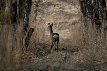 Roe Deer (Capreolus capreolus)on forest road