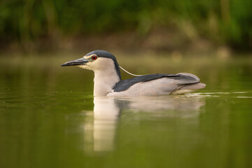 Black-crowned Night Heron (Nycticorax nycticorax). Ardeidae Floating quietly on calm water while scanning surroundings. Lush green forest backdrop. Still posture reflects calm and concentration.