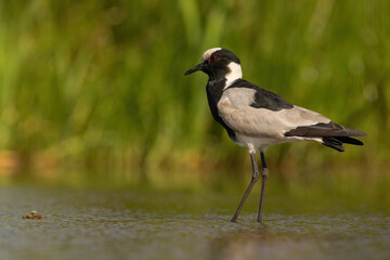 Blacksmith Lapwing (Vanellus armatus). Wading through shallow water in a grassy wetland. The green foliage contrasts with its black-and-white plumage.