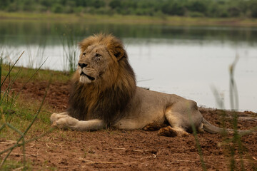 Lion (Panthera leo). Male lion resting near a calm lake with a watchful gaze. Tall grass and water reflections create a tranquil atmosphere.
