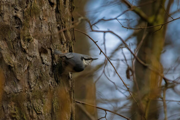 Nuthatch ( sitta europaea )sitting on a tree trunk.