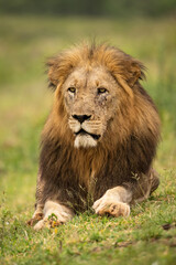Lion (Panthera leo). Male lion resting in the grass with an intense gaze. The golden mane contrasts with the green landscape.