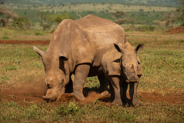 Naklejka premium White rhinoceros (Ceratotherium simum). Mother rhino grazes while calf stands close by in dusty clearing. Dry open savanna with patches of grass. Bond between mother and calf stands out strongly.