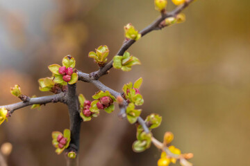Red spring flowers