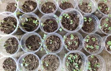 Seed germination in disposable plastic glass.