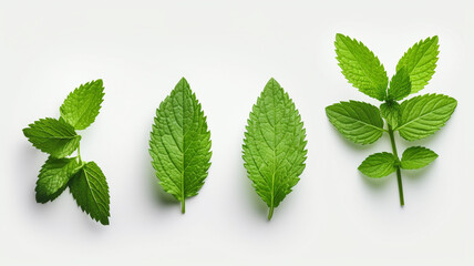 fresh green basil leaves on white background top view