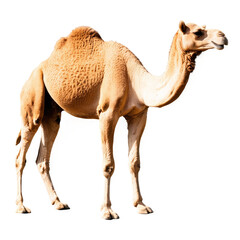camel isolated on transparent background