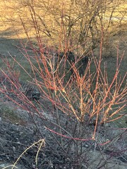 Vivid red twigs of a leafless dogwood bush illuminated by golden winter sunlight on a hillside. A striking contrast against the muted natural background, showcasing winter plant color
