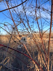 Close-up of delicate seed fluff entangled in dry, red-tinged vines. Captured in warm winter sunlight with a blurred natural background and blue sky, creating a dreamy, organic scene