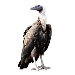Obraz premium vulture bird isolated on transparent background