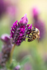 Ape su fiore di lavanda