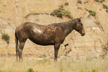 Wild horses covered in wet mud keep flies away in Theodore Roosevelt National Park, North Dakota....