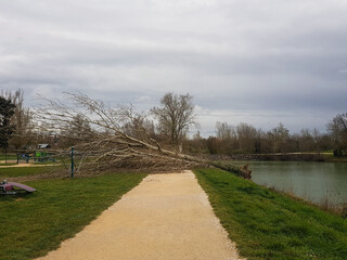 Tree fallen beside a calm river during overcast weather near a walking path