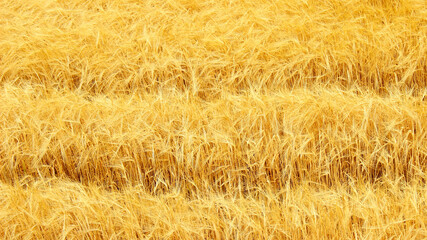 Minimalist Close-Up of a Yellow Wheat Field with a Geometric Pattern with a Trace of Lines Beaten by the Tractor