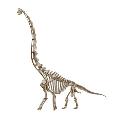 Apatosaurus dinosaur skeleton. Dinosaur skeleton. Monochrome. Watercolor illustration isolated from background. Prehistoric fossil. Hand drawn.