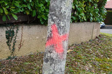 Symbolic red cross on a dead tree, indicating planned removal for safety or ecological reasons