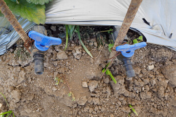 Irrigation system with blue valve controls in a farmland, artificial application of water.