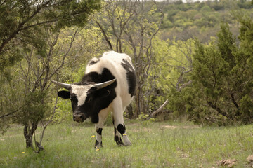 Black and white spotted Texas longhorn young bull cow on farm in pasture field.