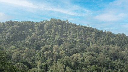 Lush tropical rainforest covering a hillside under a bright blue sky. Dense green foliage creates a serene and natural landscape, showcasing the rich biodiversity of an untouched jungle ecosystem.