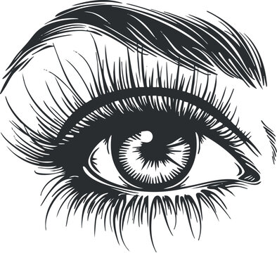 recommend clip art: Detailed black and white sketch of a human eye with eyelashes.