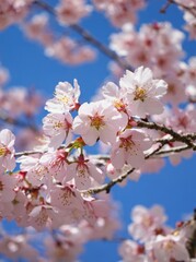 Fototapeta premium Blossoming cherry trees create a stunning display of pink flowers against a bright blue sky in springtime