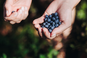 Harvested berries, process of collecting, harvesting and picking ripe berries in the forest, close...