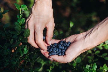 Harvested berries, process of collecting, harvesting and picking ripe berries in the forest, close up view of hands with bilberry, blueberry, blackberry, strawberry and raspberry growing, berry farm