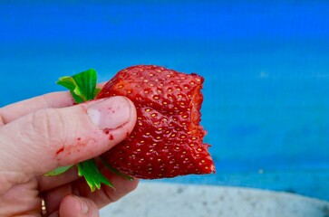 fresh strawberry berry strawberry harvest