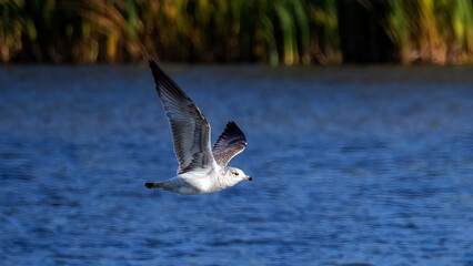Seagulls flying over the lake