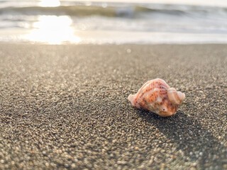 Seashell on the sand on the seashore or ocean against the background of water and sunset or sunrise.