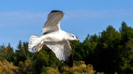 Seagulls flying in the sky