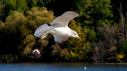 Seagulls flying over the lake